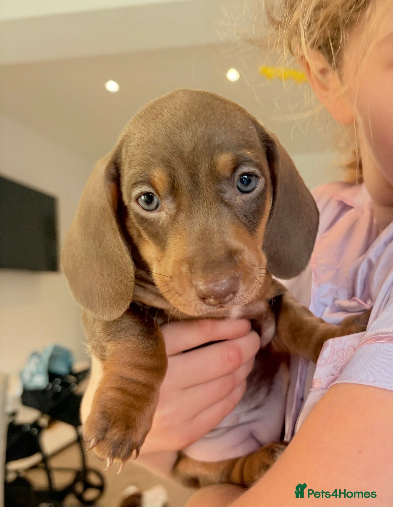 Miniature Dachshund dogs Kennel club registered miniature dachshunds  - Advert 1