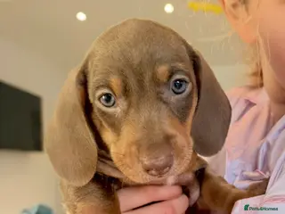 Miniature Dachshund dogs Kennel club registered miniature dachshunds - Advert 1