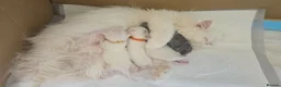 Persian cats for sale: PERSIAN  **  KITTENS LOOKING FOR NEW HOMES  - Advert 14