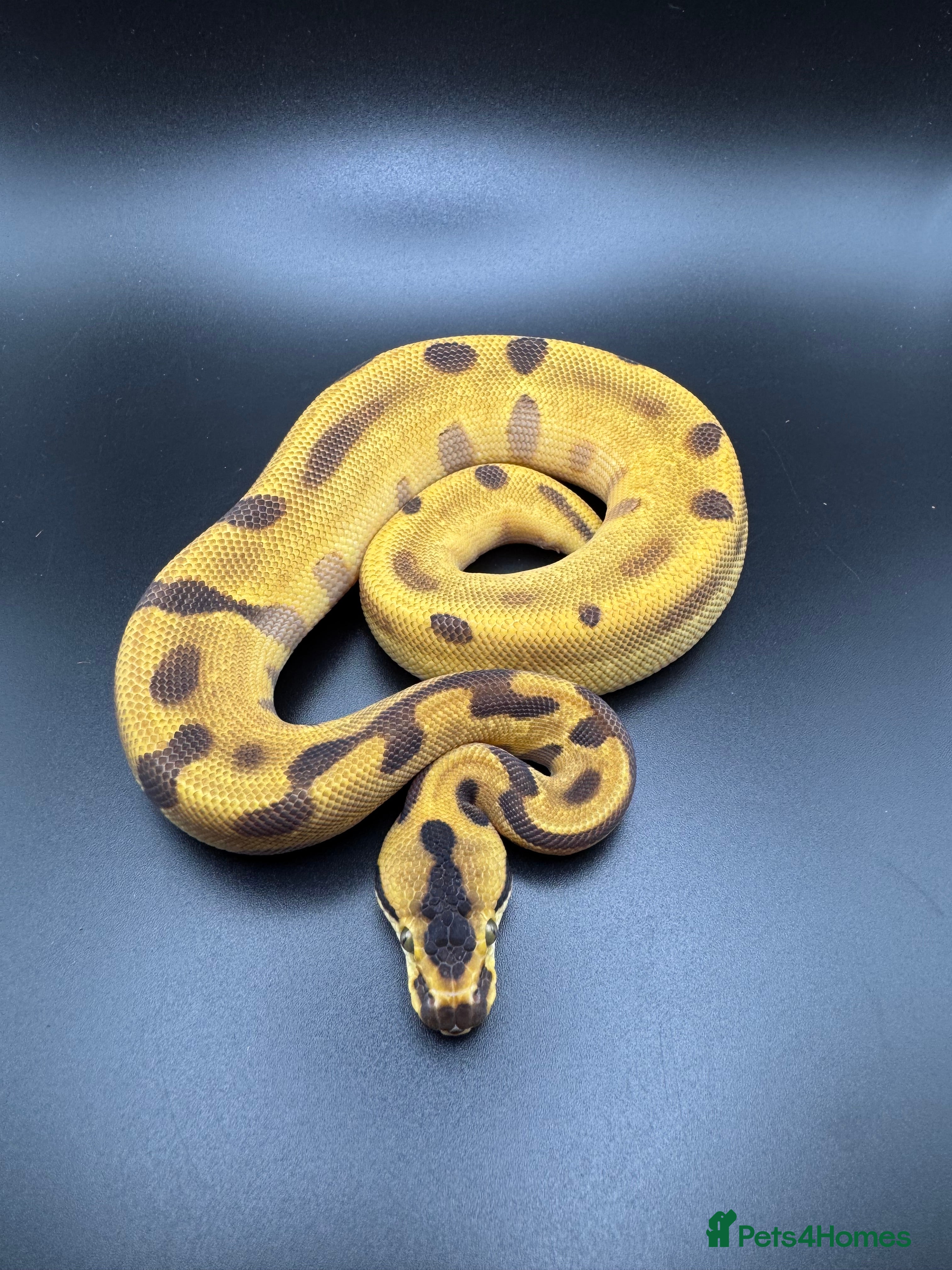 Python Snake reptiles Male Orange Dream Leopard Super Enchi Het Hypo - Advert 2
