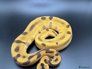 Python Snake reptiles Male Orange Dream Leopard Super Enchi Het Hypo - Advert 2