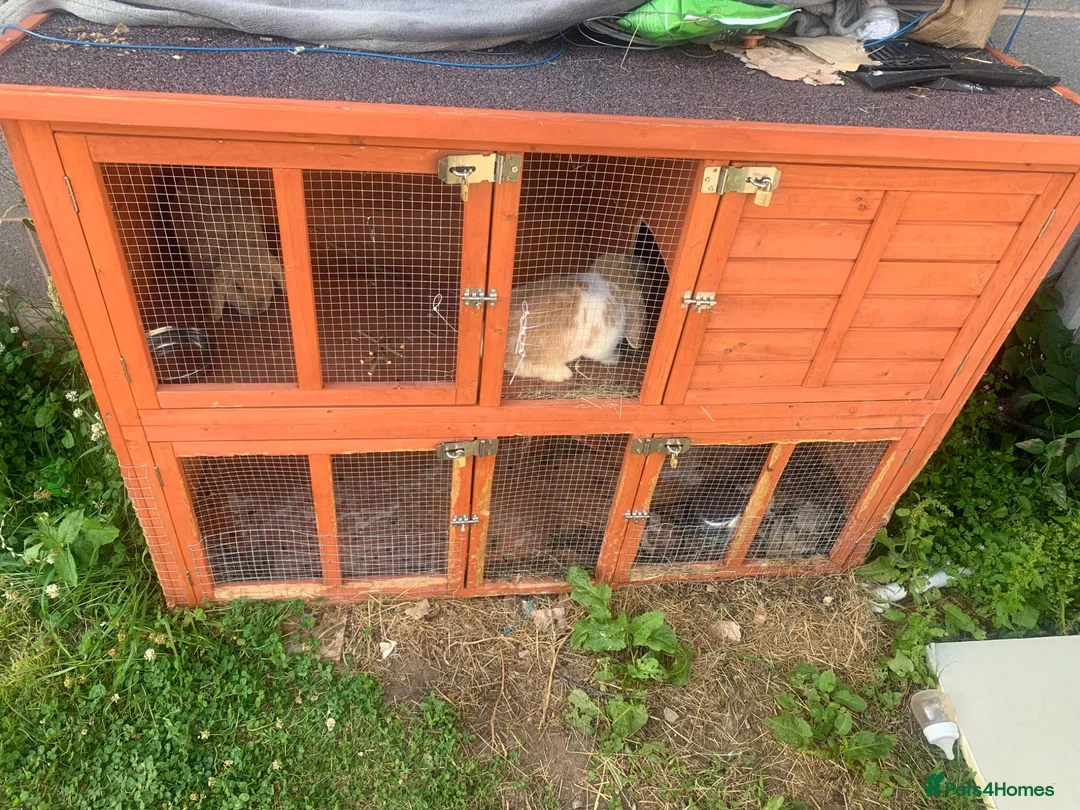 Mini Lop rabbits for sale: Miss Stacey Shaw in Ellesmere Port - Advert 6
