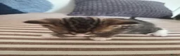 Mixed Breed cats for sale: Adorable and Playfull Kittens  - Advert 5