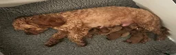 Cavapoo dogs for sale: F1B Toy Cavapoo health tests boutique home breeder - Advert 2