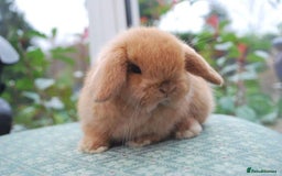 Mini Lop rabbits for sale: Vaccinated babies, wormed, flead ready now  - Image 13