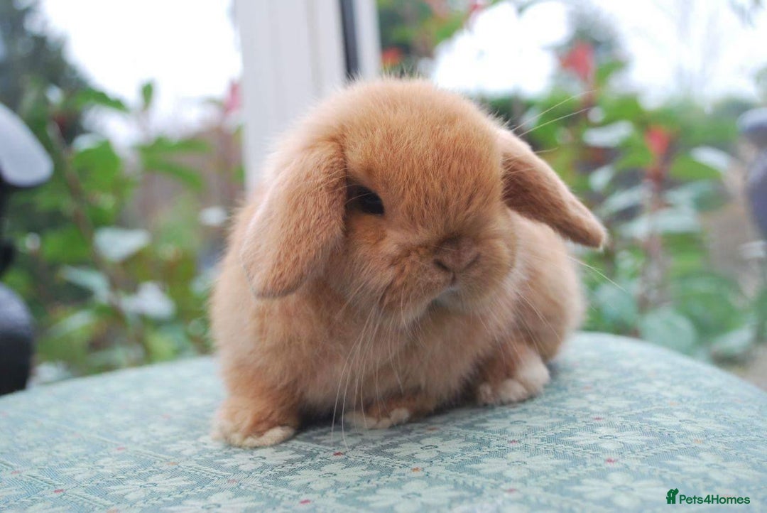 Mini Lop rabbits for sale: Vaccinated babies, wormed, flead ready now  - Image 13
