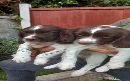 English Springer Spaniel dogs for sale: ESS dog and bitch pups. Liver and white - Image 1