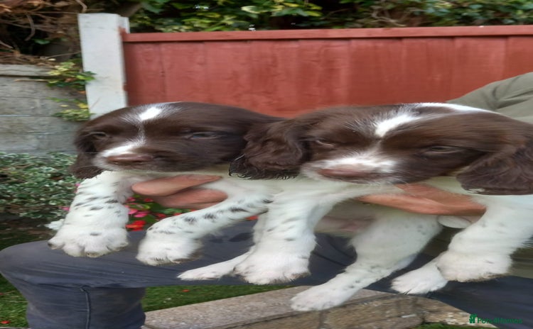 English Springer Spaniel dogs - Advert 16