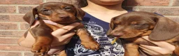 Dachshund dogs for sale: 1 Stunning Chunky female dachund left available  - Advert 22
