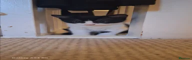 💙 Male kitten