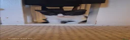 Mixed Breed cats for sale: Adorable Tuxedo Kittens available to Forever homes - Advert 4