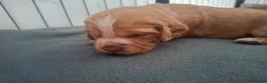 Cocker Spaniel Puppy 1