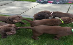 Labrador Retriever dogs for sale: KC Chocolate labrador (Ready To Go Now)🦮 - Image 4