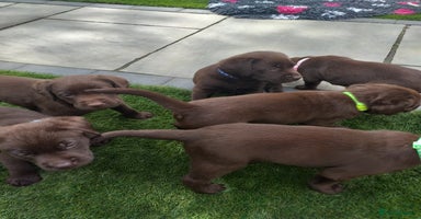 Labrador Retriever dogs - Advert 2