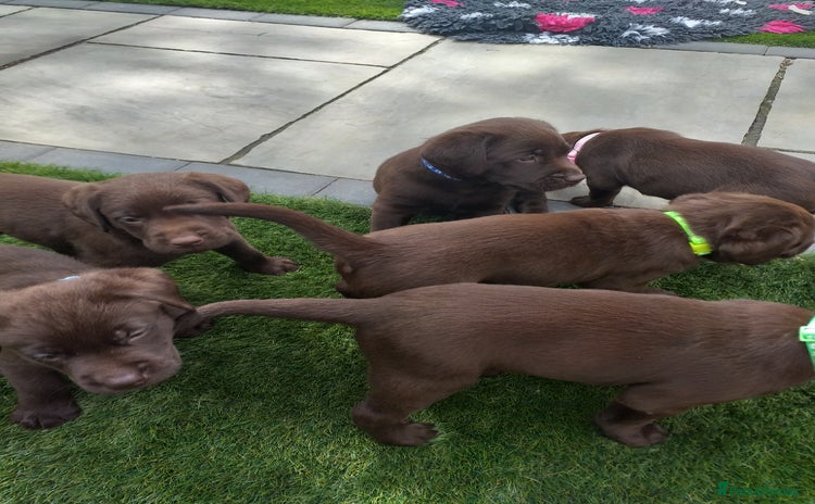 Labrador Retriever dogs - Advert 2