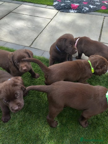 Labrador Retriever dogs - Advert 4