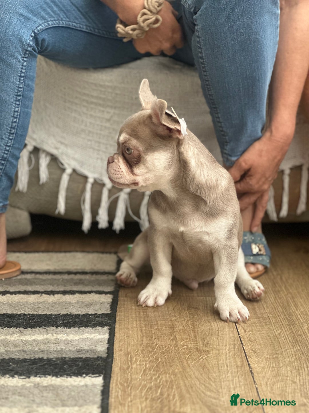 French Bulldog dogs for sale: French bulldog puppies  - Image 7