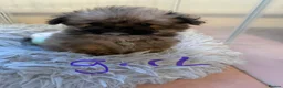 Mixed Breed dogs for sale: Exceptional Pomeranian x Shihtzu  champion lines  - Advert 15