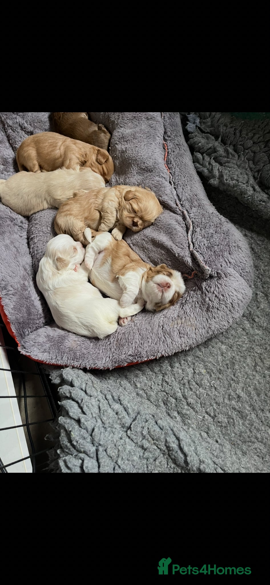 Shih Tzu dogs for sale: Gorgeous shitzu puppies in Lydney - Advert 8