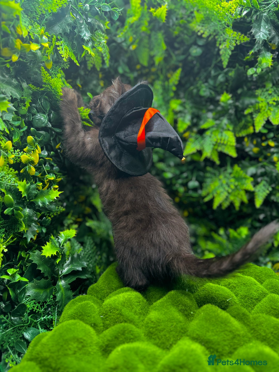 Egyptian Mau cats for sale: Smoke Egyptian MAU x Bengal spotted&marble kittens - Image 32