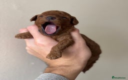 Miniature Poodle dogs for sale: Stunning Miniature Poodles  - Image 6