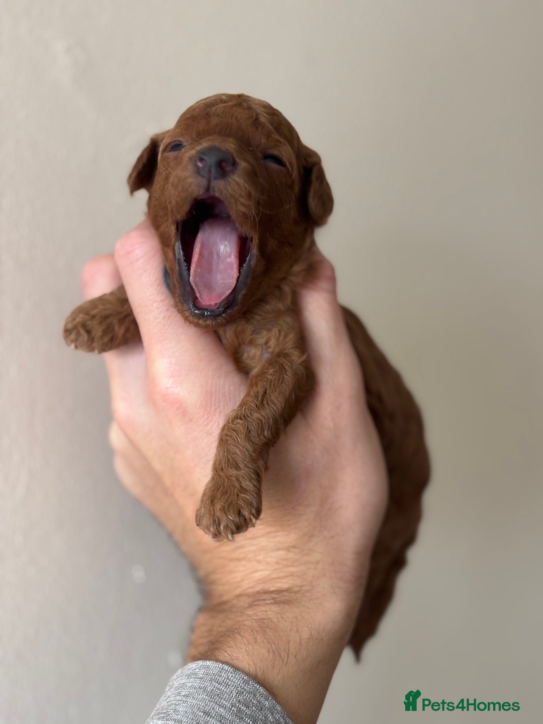 Miniature Poodle dogs for sale: Stunning Miniature Poodles  - Image 6