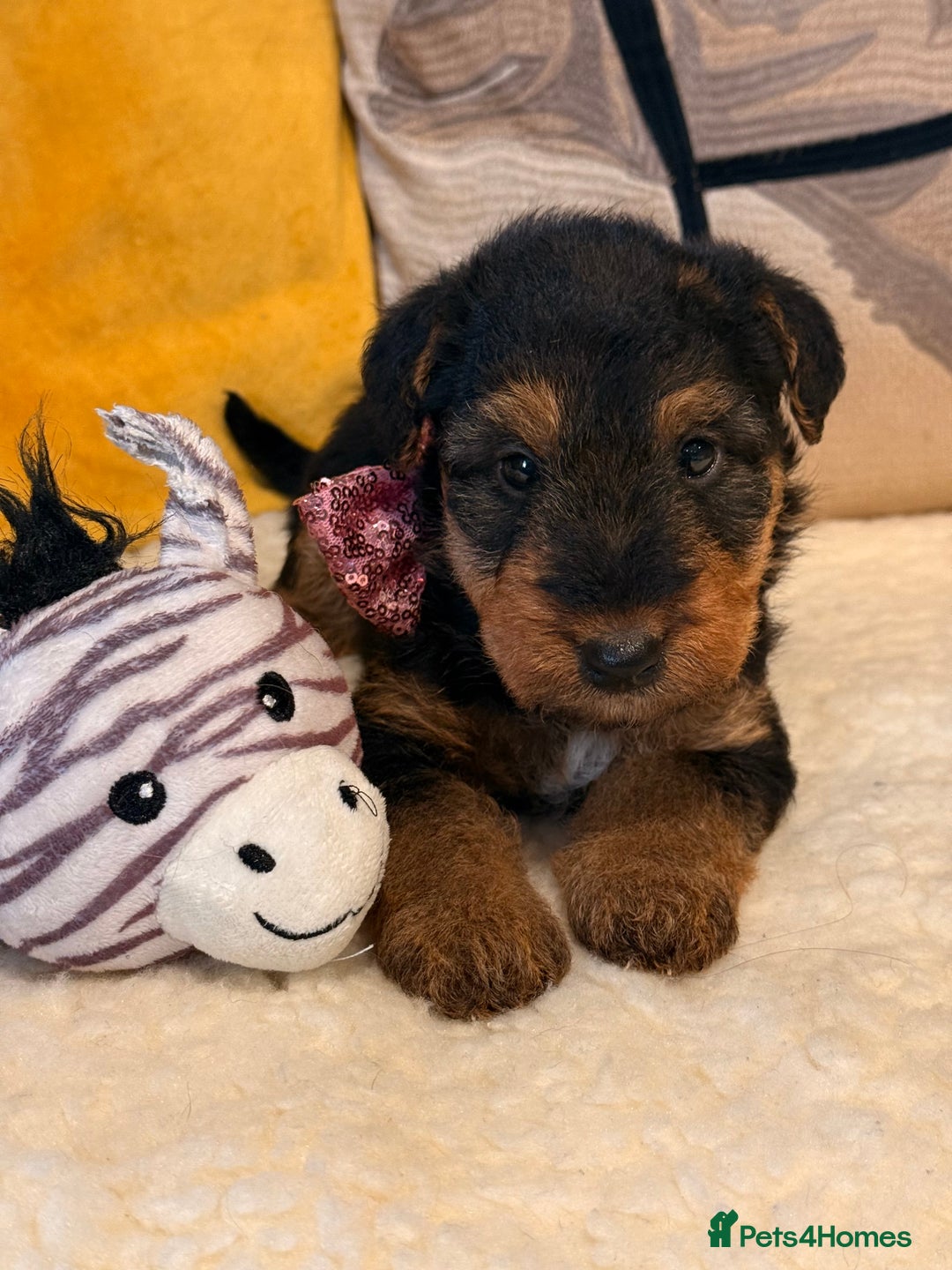 Mixed Breed dogs for sale: Airedale puppies  - Advert 24