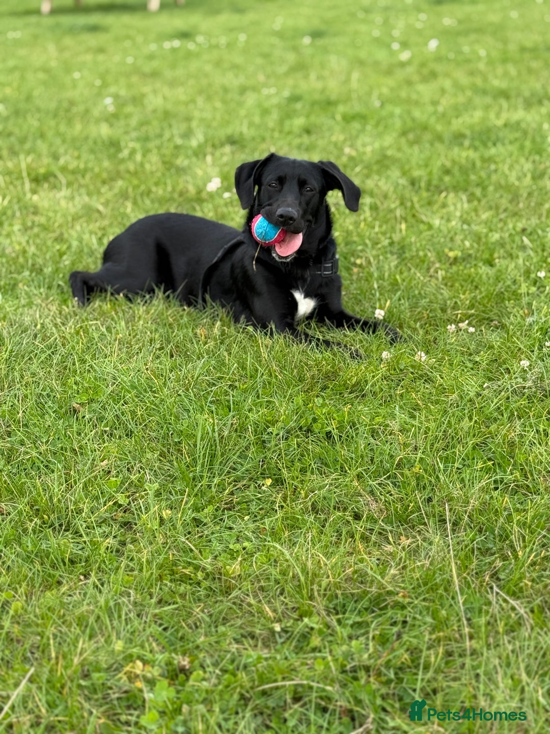 Mixed Breed dogs for sale: Amazing 10 month puppy  - Advert 2