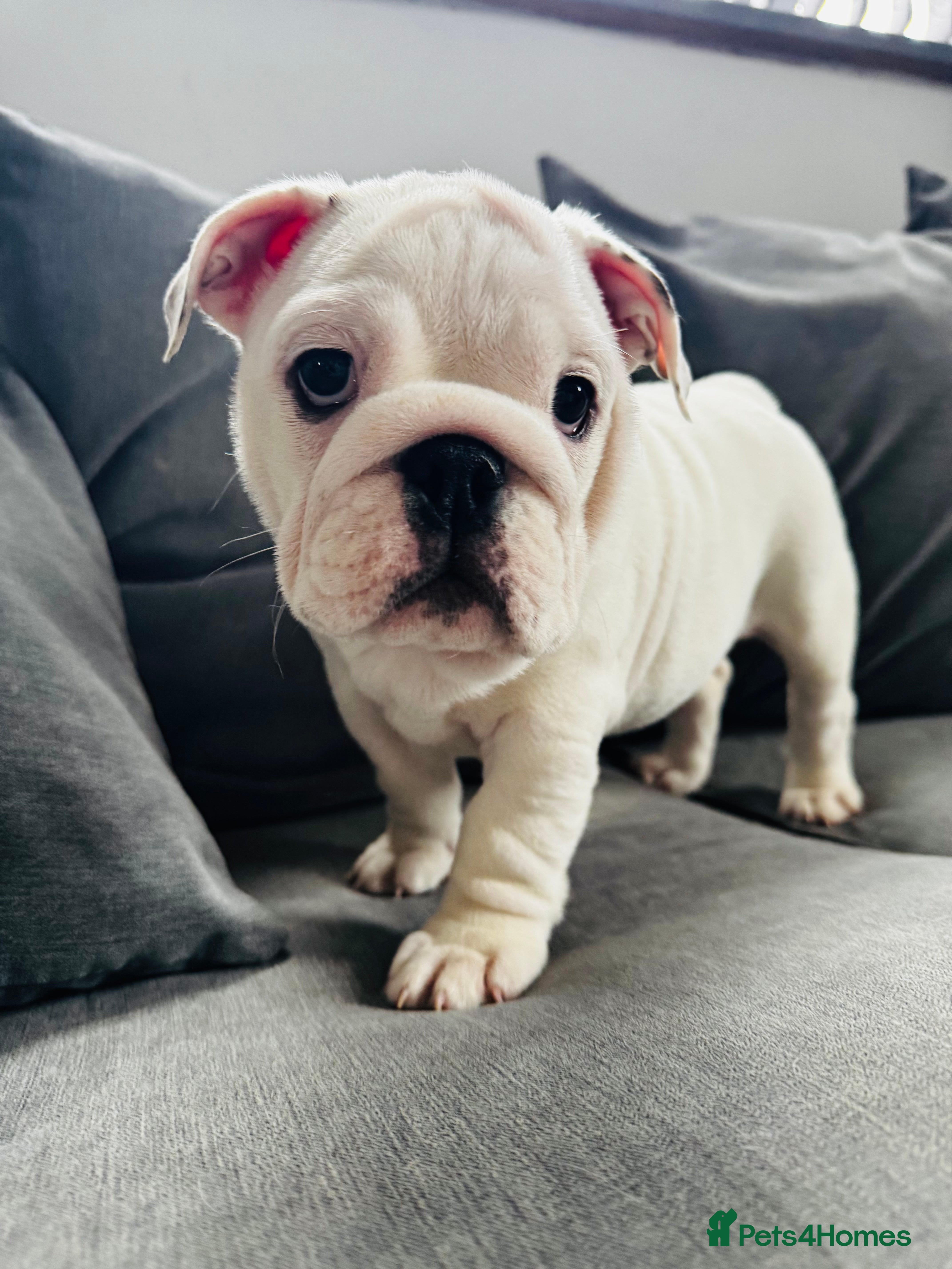 English Bulldog dogs English Bulldog Puppies - Advert 10