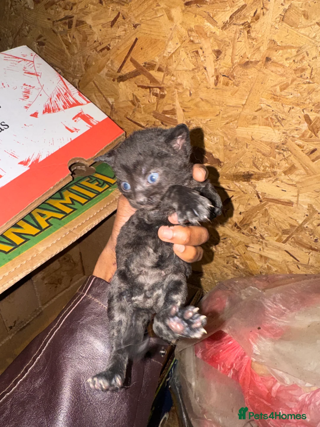 Domestic Shorthair cats for sale: Beautiful Black and White Kittens. in Guildford - Advert 19