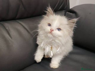 Ragdoll cats Two litters of Ragdoll kittens for sale - Advert 11