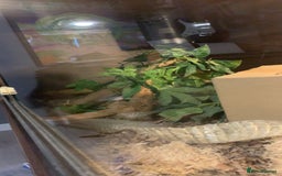 Corn Snake reptiles for sale: Jedwood the corn snake - Image 3