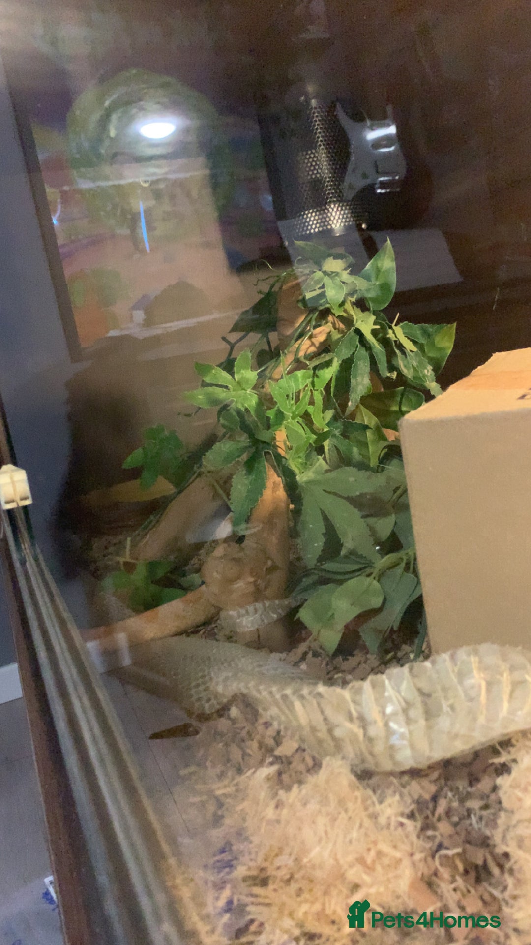 Corn Snake reptiles for sale: Jedwood the corn snake - Image 3