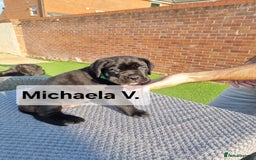 Cane Corso dogs for sale: Champion-Bloodline Cane Corso Puppies  - Image 18