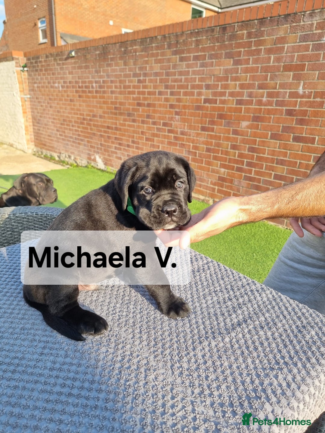 Cane Corso dogs for sale: Champion-Bloodline Cane Corso Puppies  - Image 18