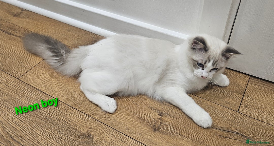 Ragdoll cats for sale: Pedegree Active Gccf 2 boys left  - Advert 24