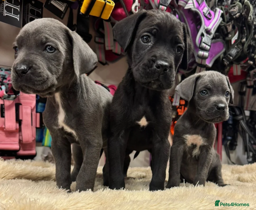 Cane Corso dogs for sale: 3 beautiful, champion blood line cane corsos  - Advert 5