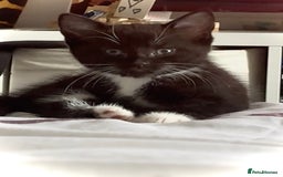 Mixed Breed cats for sale: Delightful mix-breed Siamese-black calico-kittens - Image 12