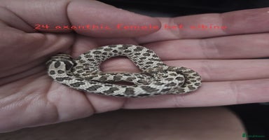 Snake reptiles - Advert 15
