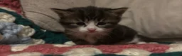 Domestic Shorthair cats for sale: Beautiful kittens looking for their forever homes - Advert 12