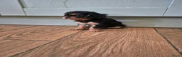 Cavalier King Charles Spaniel dogs for sale: *LASY BOY* *READY * Cavalier King Charles Puppies  - Advert 19