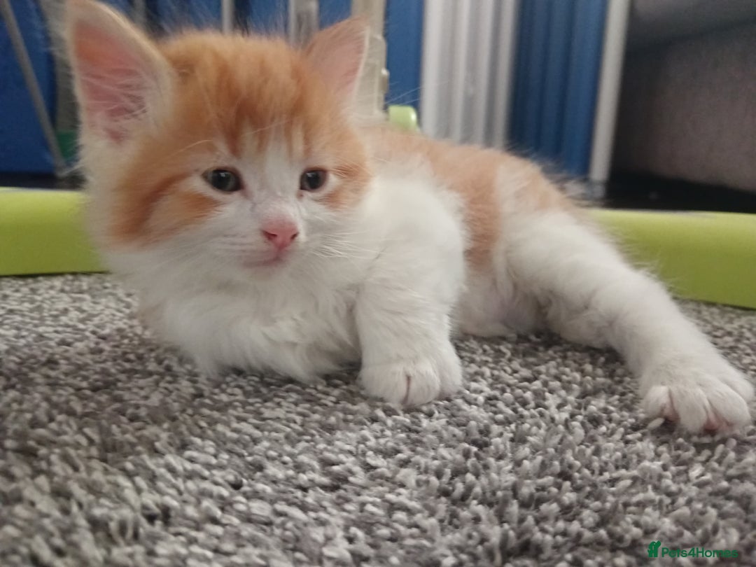 Norwegian Forest Cat cats for sale: Norwegian forest x in Basingstoke - Image 19