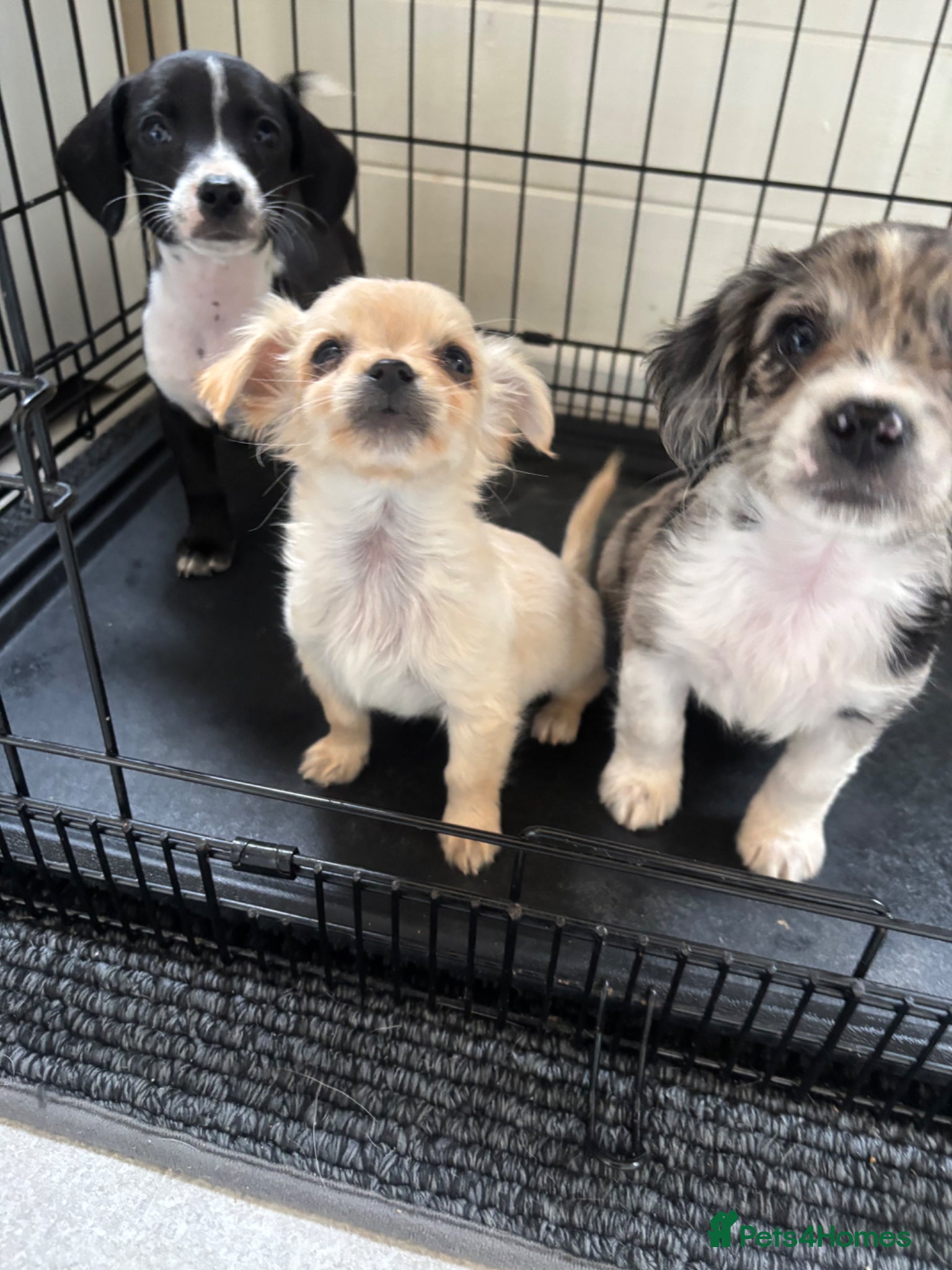 Mixed Breed dogs CHIHUAHUA PUPS AVAILABLE READY TODAY ! - Advert 4