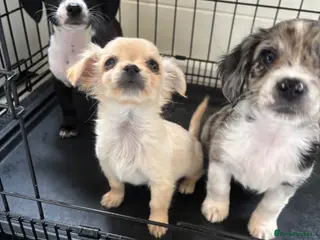 Mixed Breed dogs CHIHUAHUA PUPS AVAILABLE READY TODAY ! - Advert 4