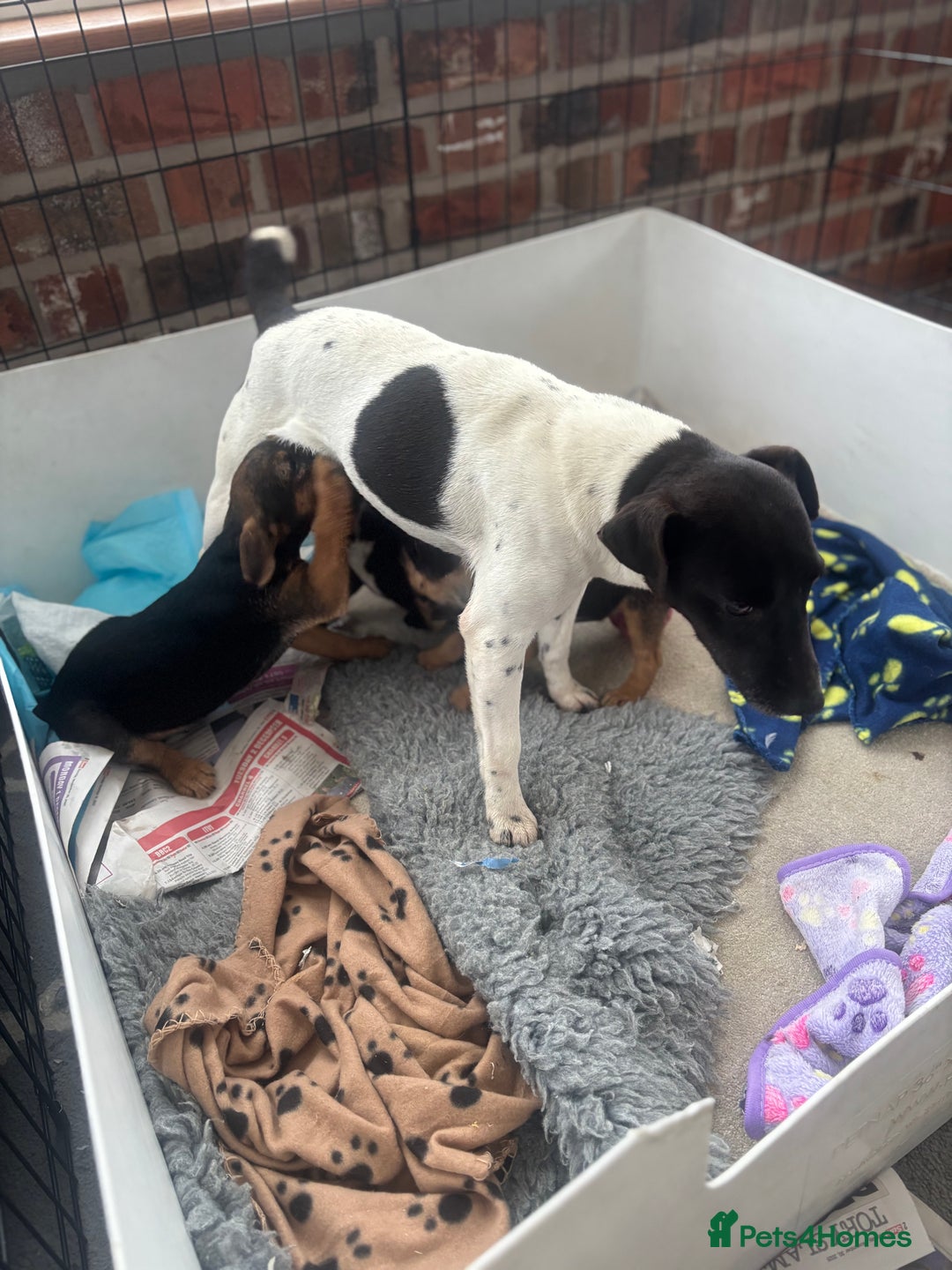 Mixed Breed dogs for sale: BorderJack Puppies - Advert 2