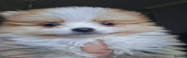 Pomeranian Puppy 2