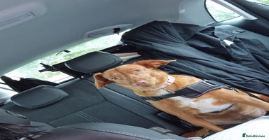 Mixed Breed dogs - Advert 5