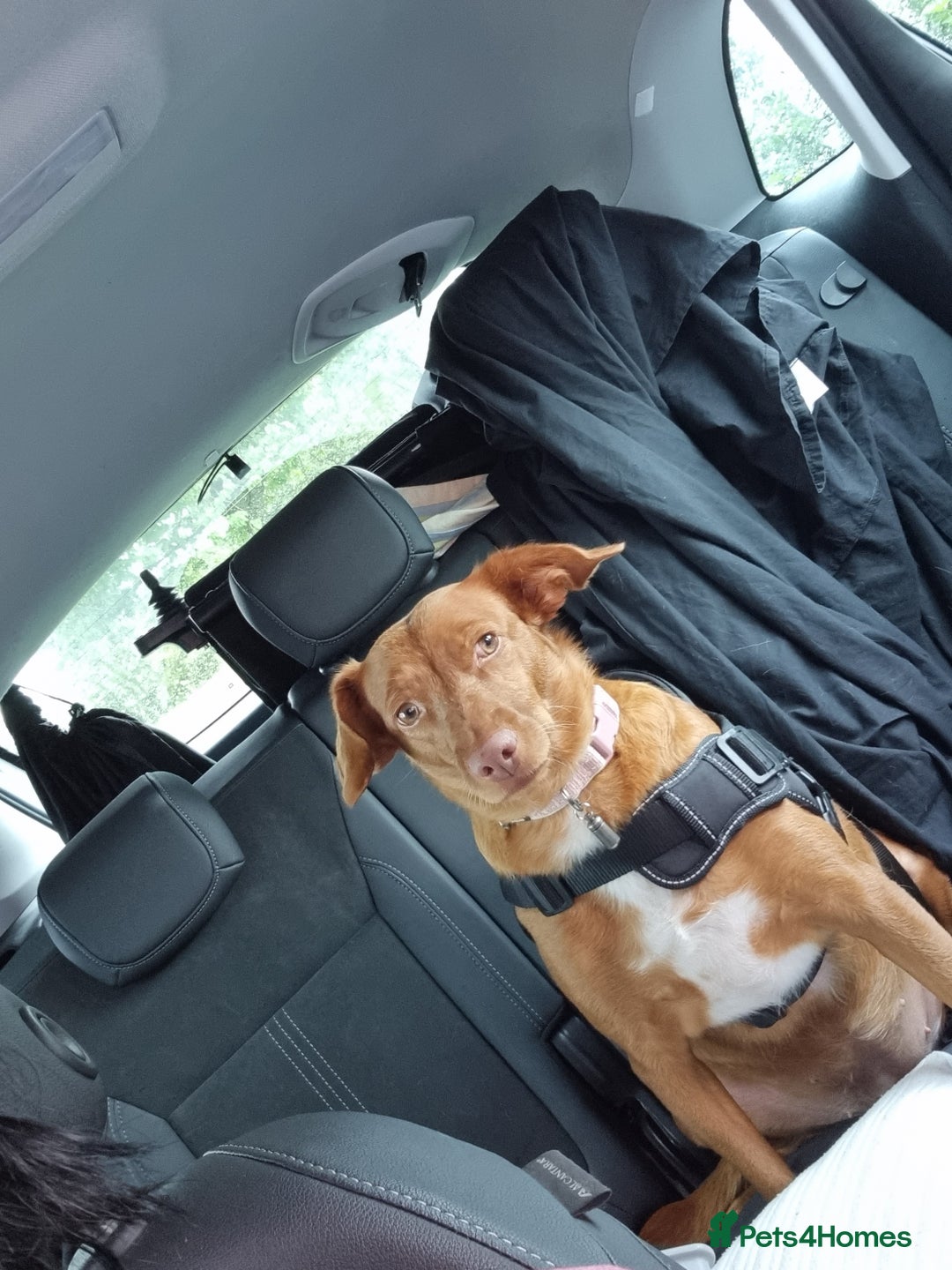 Mixed Breed dogs for sale: female pofenco cross, originally from Spain  - Image 2