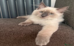 Ragdoll cats for sale: Ready now!🥇 GCCF Champ blood RAGDOLLS kittens🥇🥇 in Wakefield - Image 2