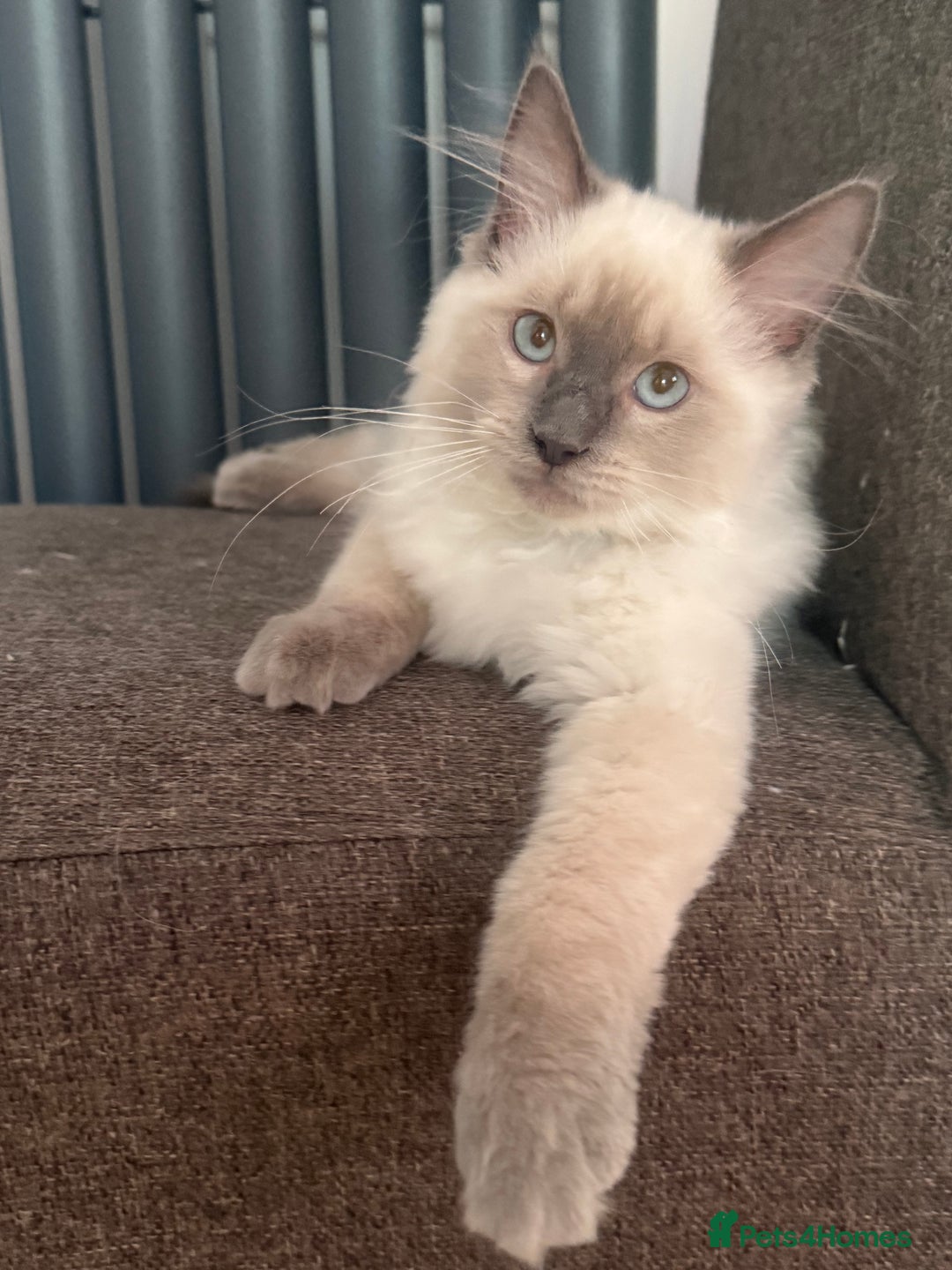 Ragdoll cats for sale: Ready now!🥇 GCCF Champ blood RAGDOLLS kittens🥇🥇 in Wakefield - Image 2
